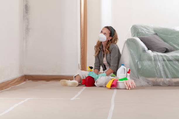 Reliable Basement Mold Remediation contractor in Ferndale, WA by Mold Remediation HQ