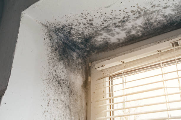 Affordable Basement Mold Remediation solutions in Ferndale, WA